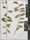 Foto von Salix peloritana Preston